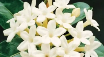 أسعار الياسمين البلدي والنباتات في بورسعيد تصل إلى 30 جنيهاً وتحدد توجهات السوق الزراعي